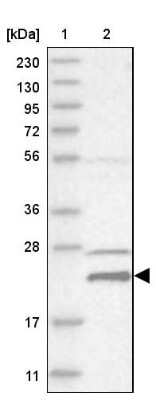 Western Blot HINT3 Antibody - BSA Free