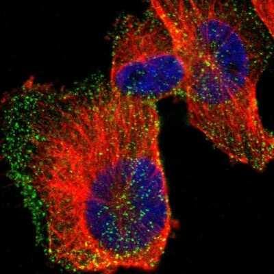 <b>Orthogonal Strategies Validation. </b>Immunocytochemistry/Immunofluorescence: HIP1 Antibody [NBP1-81592] - Staining of human cell line U-251 MG shows localization to vesicles.