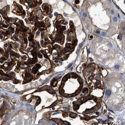 Immunohistochemistry-Paraffin: HIP1 Antibody [NBP1-81592] - Staining of human kidney.