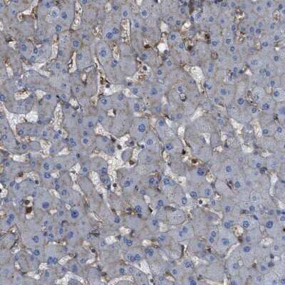 Immunohistochemistry-Paraffin: HIP1 Antibody [NBP1-81593] - Staining of human liver shows low expression as expected.