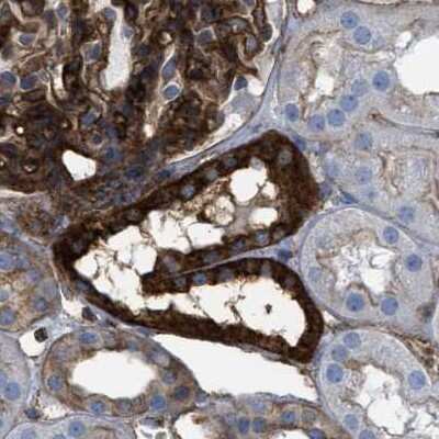 Immunohistochemistry-Paraffin: HIP1 Antibody [NBP1-81593] - Staining of human kidney.