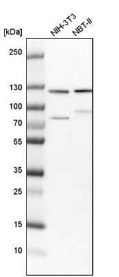 Western Blot: HIP1 Antibody [NBP1-81592] - Analysis in mouse cell line NIH-3T3 and rat cell line NBT-II.