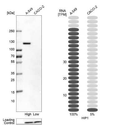 Western Blot: HIP1 Antibody [NBP1-81592] - Analysis in human cell lines A-549 and Caco-2 using Anti-HIP1 antibody. Corresponding HIP1 RNA-seq data are presented for the same cell lines. Loading control: Anti-PPIB.