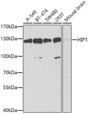 Western Blot: HIP1 Antibody [NBP3-05022] - Analysis of extracts of various cell lines, using HIP1 antibody at 1:1000 dilution. Secondary antibody: HRP Goat Anti-Rabbit IgG (H+L) at 1:10000 dilution. Lysates/proteins: 25ug per lane. Blocking buffer: 3% nonfat dry milk in TBST. Detection: ECL Basic Kit