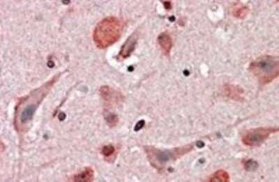 Immunohistochemistry-Paraffin: UBE2K/E2-25K Antibody [NB300-840] - (3.8ug/ml) staining of paraffin embedded Human Cortex. Steamed antigen retrieval with citrate buffer pH 6,