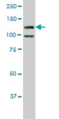 Western Blot: HIPK1 Antibody (4E1) [H00204851-M07] - Analysis of HIPK1 expression in HeLa (Cat # L013V1).