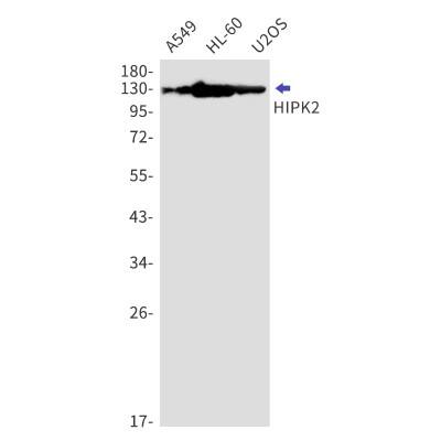 Western Blot: HIPK2 Antibody (S06-5G2) [NBP3-19873] - Western blot detection of HIPK2 in A549, HL-60, U2OS cell lysates using NBP3-19873 (1:1000 diluted). Predicted band size: 131kDa. Observed band size: 131kDa.