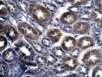 Immunohistochemistry-Paraffin: HIPK4 Antibody [NBP3-12399] - Baboon kidney. 1:50 dilution in IHC blocking buffer. DAB (brown) staining in Hematoxlin QS (blue) counterstain. 40x magnification. 