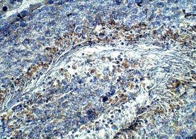 Immunohistochemistry-Paraffin: HIPK4 Antibody [NBP3-12399] - Rat testis. 1:50.  IHC blocking buffer. DAB (brown) staining in Hematoxlyin QS (blue) counerstain. 40x magnification.