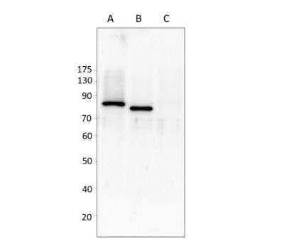 Western Blot: HIPK4 Antibody [NBP3-12399] - Lane A: Human over expressing NIH 3T3 cells reduced.  Lane B: Mouse over expressing NIH 3T3 cells. Lane C: Mock transfected  NIH 3TS3 cells. Dilution 1:500. Total protein per lane 2.5 ug. Apparent MW is 72-80 KDa. 