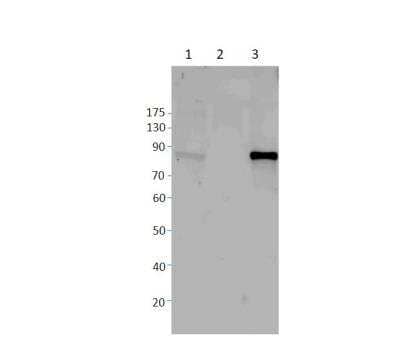 Western Blot: HIPK4 Antibody [NBP3-12399] - 1) Wild type mouse testis extract 10 uL. ) 2) kO mouse testis extract 10 uL. 3) 3T3 cells overexpressing mouse 2.5 uL. Apparent MW is 72-80 KDa. 1:250 dilution in DilObuffer.
