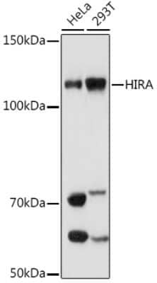 Western Blot: HIRA Antibody (6Q7Y6) [NBP3-16716] - Western blot analysis of extracts of various cell lines, using HIRA antibody (NBP3-16716) at 1:1000 dilution. Secondary antibody: HRP Goat Anti-Rabbit IgG (H+L) at 1:10000 dilution. Lysates/proteins: 25ug per lane. Blocking buffer: 3% nonfat dry milk in TBST. Detection: ECL Basic Kit. Exposure time: 180s.