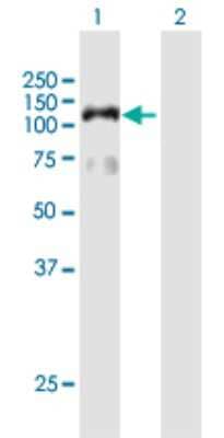 Western Blot: HIRA Antibody [H00007290-B01P] - Analysis of HIRA expression in transfected 293T cell line by HIRA polyclonal antibody.  Lane 1: HIRA transfected lysate(111.87 KDa). Lane 2: Non-transfected lysate.