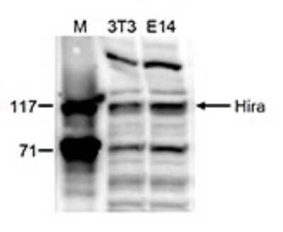 Western Blot: HIRA Antibody [NBP3-18665] - Figure 2. Western blot analysis using the antibody directed against HIRA (1) Western blot was performed on whole cell lysates from mouse fibroblasts (NIH3T3) and embryonic stem cells (E14Tg2a) with the antibody against mouse HIRA , diluted 1:1,000 in BSA/PBS- Tween. The molecular weight marker (M, in kDa) is shown on the left; the location of the protein of interest (112 kDa) is indicated on the right.