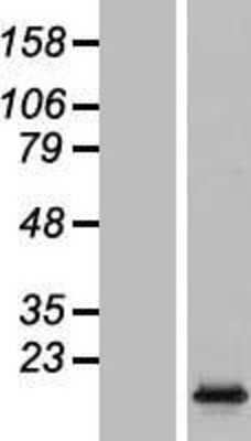 Western Blot: HIST1H2AC Overexpression Lysate (Adult Normal) [NBL1-11557] Left-Empty vector transfected control cell lysate (HEK293 cell lysate); Right -Over-expression Lysate for HIST1H2AC.