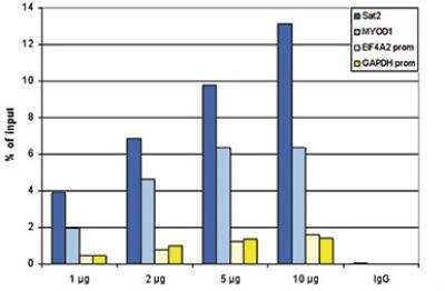 Chromatin Immunoprecipitation: HIST1H2AD Antibody [NBP3-11870] - ChIP assays were performed using human HeLa cells, NBP3-11870 and optimized PCR primer sets for qPCR. ChIP was performed on sheared chromatin from 1 million cells. A titration of the antibody consisting of 1, 2, 5, and 10 ug per ChIP experiment was analysed. IgG (5 ug/IP) was used as negative IP control. QPCR was performed with primers for the GAPDH and EIF4A2 promoters, used as negative controls and for the inactive MYOD1 gene and the Sat2 satellite repeat, used as positive controls. Figure 1 shows the recovery, expressed as a % of input (the relative amount of immunoprecipitated DNA compared to input DNA after qPCR analysis).