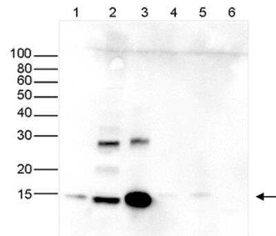 Western Blot: HIST1H2AD Antibody [NBP3-11870] - Western blot was performed on whole cell (25 ug, lane 1) and histone extracts (15 ug, lane 2) from HeLa cells, and on 1 ug of recombinant histone H2A, H2B, H3 and H4 (lane 3, 4, 5 and 6, respectively) using NBP3-11870. The antibody was diluted 1:2,000 in TBS-Tween containing 5% skimmed milk. The position of the protein of interest is indicated on the right; the marker (in kDa) is shown on the left.