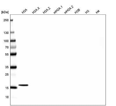 Western Blot: HIST1H2AG Antibody (CL5039) [NBP2-61151] - Analysis of purified human recombinant histone H2A, H2A.X, H2A.Z, mH2A.1, mH2A.2, H2B, H3 and H4.