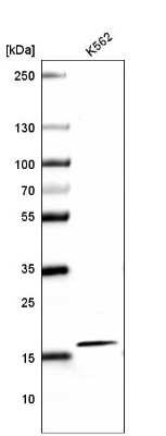 Western Blot: HIST1H2AG Antibody (CL5039) [NBP2-61151] - Western blot analysis in human cell line K562.