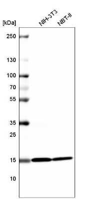 Western Blot: HIST1H2BC Antibody (CL5048) [NBP2-61153] - Mouse cell line NIH-3T3 and rat cell line NBT-II.