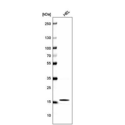 Western Blot: HIST1H2BC Antibody (CL5048) [NBP2-61153] - Human cell line HEL.