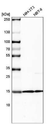 Western Blot: HIST1H2BC Antibody (CL5101) [NBP2-61154] - Analysis in mouse cell line NIH-3T3 and rat cell line NBT-II.