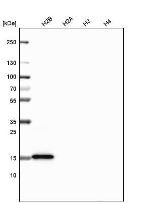 Western Blot: HIST1H2BC Antibody (CL5101) [NBP2-61154] - Analysis of purified human recombinant histone H2B, H2A, H3 and H4.