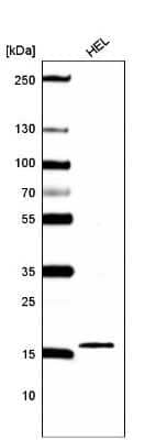 Western Blot: HIST1H2BC Antibody (CL5101) [NBP2-61154] - Western blot analysis in human cell line HEL.