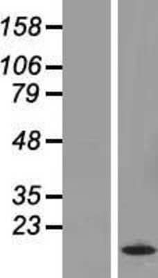 Western Blot: HIST1H2BC Overexpression Lysate (Adult Normal) [NBP2-07990] Left-Empty vector transfected control cell lysate (HEK293 cell lysate); Right -Over-expression Lysate for HIST1H2BC.