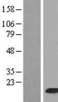 Western Blot: HIST1H2BH Overexpression Lysate (Adult Normal) [NBP2-07989] Left-Empty vector transfected control cell lysate (HEK293 cell lysate); Right -Over-expression Lysate for HIST1H2BH.