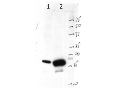 Western Blot: Histone H3 Antibody [NBP2-44215] - Lane 1: Raji lysate. Lane 2: HeLa lysate. Load: 15ug, 25ug respectively.