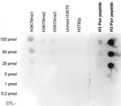 Dot Blot: HIST1H3A (C-Term) Antibody [NBP2-41677] - Analysis was performed to test the cross reactivity of the antibody with peptides containing other modifications of histone H3 100 to 0.2 pmol of the peptide containing the  respective histone modification were spotted on a membrane. 