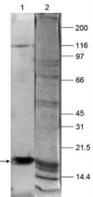 Western Blot: HIST1H3A Antibody [NBP2-41677] - HeLa cells (15 ug) were analyzed by WB blot using the H3 Pan antibody.
