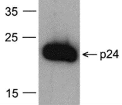 Western Blot: HIV-1 Gag p24 Antibody (7F4) [Biotin] [NBP2-41340] - Analysis of 20 ng of HIV-1 Gag p24 protein with NBP2-41340 at 0.2 ug/mL.