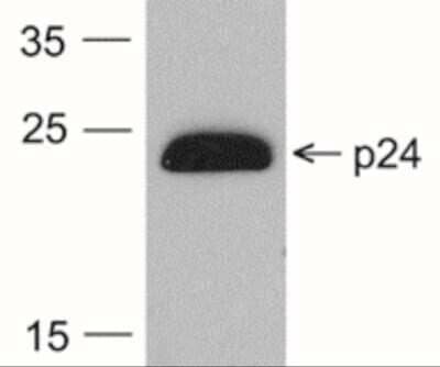 Western Blot: HIV-1 Gag p24 Antibody (7F4) [HRP] [NBP2-41341] - Western blot analysis of 20 ng of HIV-1 Gag p24 protein with NBP2-41341 at 0.2 ug/mL.