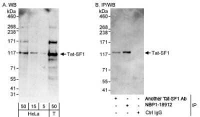 Western Blot: HIV-1 Tat specific factor 1 Antibody [NBP1-18912] - Whole cell lysate from HeLa (5, 15 and 50 ug for WB; 1 mg/ IP, 20% of IP loaded) and 293T (T; 50 ug) cells. NBP1-18912 used for WB at 0.4 ug/ml (A) and 1 ug/ml (B) and used for IP at 3 ug/mg lysate.