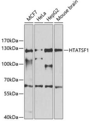 Western Blot: HIV-1 Tat specific factor 1 Antibody [NBP3-03305] - Analysis of extracts of various cell lines, using HIV-1 Tat specific factor 1 antibody at 1:1000 dilution. Secondary antibody: HRP Goat Anti-Rabbit IgG (H+L) at 1:10000 dilution. Lysates/proteins: 25ug per lane. Blocking buffer: 3% nonfat dry milk in TBST.