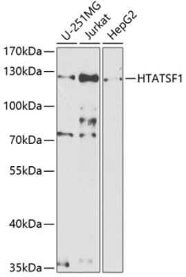 Western Blot HIV-1 Tat specific factor 1 Antibody - BSA Free