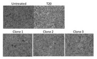 Blocking/Neutralizing: HIV-1 gp41 Antibody (402D9.14/clone 1) [Alexa Fluor (R) 488] [DDX1304A488] - Inhibition of syncitia formation.