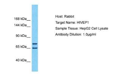 Western Blot: HIVEP1 Antibody [NBP2-83047] - Host: Rabbit. Target Name: HIVEP1. Sample Type: HepG2 Whole Cell lysates. Antibody Dilution: 1.0ug/ml