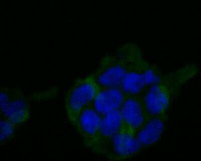Immunocytochemistry: HLA B Antibody (11C2) [NBP2-76879] - ICC staining HLA Class 1 ABC in 293T cells (green). Formalin fixed cells were permeabilized with 0.1% Triton X-100 in TBS for 10 minutes at room temperature and blocked with 1% Blocker BSA for 15 minutes at room temperature. Cells were probed with HLA Class 1 ABC at a dilution of 1:200 for 1 hour at room temperature, washed with PBS. Alexa Fluorc 488 Goat anti-Mouse IgG was used as the secondary antibody at 1/100 dilution. The nuclear counter stain is DAPI (blue).
