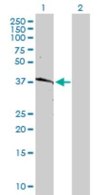Western Blot: HLA B Antibody [H00003106-D01P] - Analysis of HLA-B expression in transfected 293T cell line by HLA-B polyclonal antibody.Lane 1: HLA-B transfected lysate(40.50 KDa).Lane 2: Non-transfected lysate.