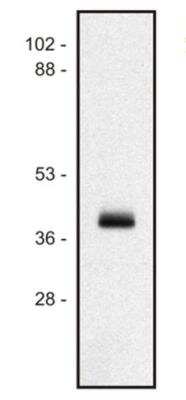 Western Blot: HLA Class I Antibody (MEM-147) [NB500-411] - Human Ramos B cell line lysate (1% laurylmaltoside); non-reduced sample, immunostained by mAb MEM-147  and goat anti-mouse IgG (H+L)-HRP conjugate.