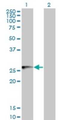 Western Blot: HLA DMB Antibody (5G11) [H00003109-M06] - Analysis of HLA-DMB expression in transfected 293T cell line by HLA-DMB monoclonal antibody (M06), clone 5G11. Lane 1: HLA-DMB transfected lysatE (28.9 KDa). Lane 2: Non-transfected lysate.
