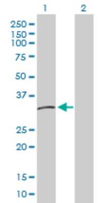 Western Blot: HLA DMB Antibody [H00003109-D01P] - Analysis of HLA-DMB expression in transfected 293T cell line by HLA-DMB polyclonal antibody.Lane 1: HLA-DMB transfected lysate(28.90 KDa).Lane 2: Non-transfected lysate.