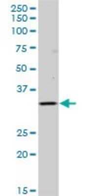 Western Blot: HLA DOB Antibody [H00003112-B01P] - Analysis of HLA-DOB expression in human liver.