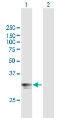 Western Blot: HLA DPA Antibody [H00003113-B01P] - Analysis of HLA-DPA1 expression in transfected 293T cell line by HLA-DPA1 polyclonal antibody.  Lane 1: HLA-DPA1 transfected lysate(28.6 KDa). Lane 2: Non-transfected lysate.