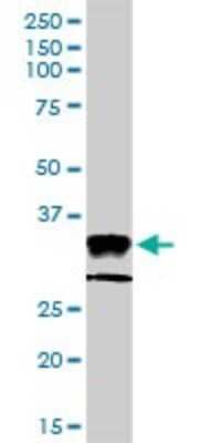 Western Blot: HLA DPA Antibody [H00003113-D01P] - Analysis of HLA-DPA1 expression in human kidney.