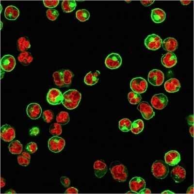 Immunocytochemistry/Immunofluorescence: HLA DQ/DR/DP Antibody (CR3/43) - Azide and BSA Free [NBP2-54507] - Immunofluorescent staining of Raji cells.  followed by goat anti-Mouse IgG-CF488 (Green). The nuclear counterstain is Red Dot (Red)