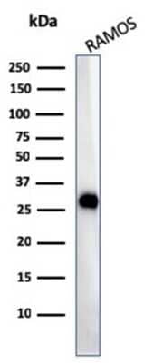 Western Blot: HLA DQ/DR/DP Antibody (CR3/43) - Azide and BSA Free [NBP2-54507] - Western Blot Analysis of Ramos cell lysate using HLA DQ/DR/DP antibody (CR3/43).